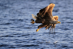 White-tailed Sea-Eagle & fish, early morning, Norway