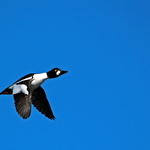 Common goldeneye (m)
