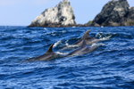 Bottlenose Dolphins surface, Chanaral Island, Chile