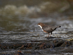 Dipper - Cinclus cinclus