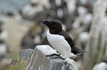 Razorbill