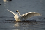 Whooper Swan