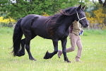 SIAL2771
