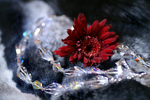 Flowers Set 08 - 23