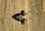 Tufted Duck