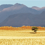 Savannah and mountains, Wolwedans
