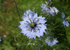 Nigella