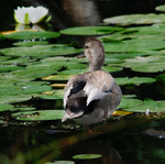 Gadwall male with Lily