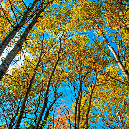 Autumn foliage shot of poplar trees in peak color contrasted against an azure blue sky