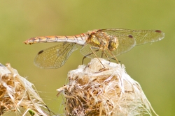 Common Darter
