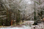 A Winter Walk