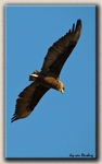 Juv Bateleur Eagle