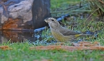 Parrot Crossbill