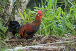 Red Junglefowl portfolio