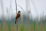 Paddyfield Warbler