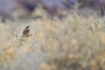 Gambel's Quail (female) perched on bush, Bosque del Apache