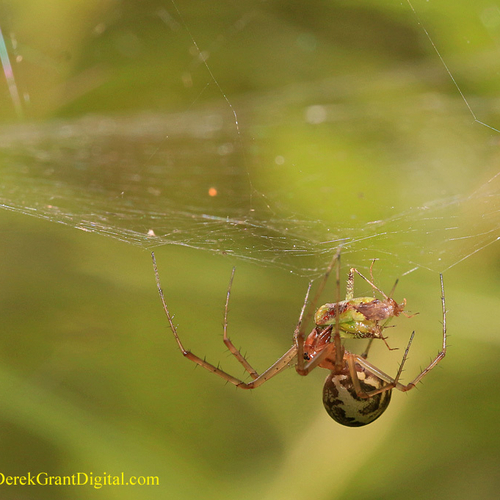 Linyphia triangularis (European Sheetweb Spider)