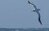 Albatros Errante