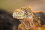 Galapagos Land Iguana, South Plaza Island, Galapagos