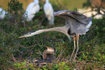 Great Blue Heron stretching at nest, Venice Rookery, Florida