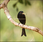 Fork tailed drongo with locust