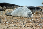 Common Seals