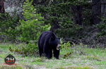 3HPhotography5-20-25_GTNP_387_