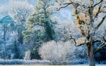 Marlfield frost