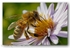 5305 Apis Mellifera