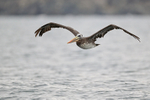 Peruvian Pelican flying, Caleta Chanaral, Chile
