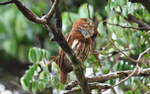 Furriginous Pigmy- owl