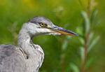 Grey Heron - Ardea cinerea
