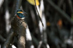 American Pygmy Kingfisher looks back, Sierpe River, Costa Rica