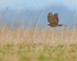 Sparrowhawk flying low & fast, Hawling, Gloucestershire