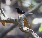 White Rumped Sharma