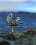Wandering Tattler preening, Ke'e Beach, Kauai