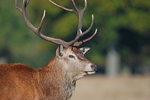 Red Deer