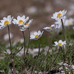 Alpine Pasque flower (Pulsatilla alpina subsp millefoliata)