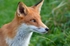 Red Fox