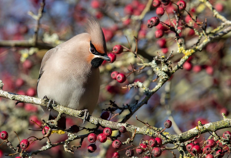 Waxwing - Hassop - Derbyshire