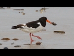 Oyster Catcher with shellfish