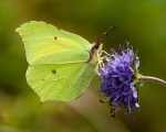Brimstone (02)