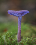 Amethyst Deceiver