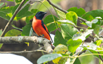 Scarlet Minivet