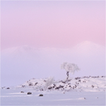 Lone Tree at Dawn