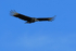Black Vulture in flight, Chagres River, Panama