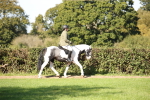 SBM_38946