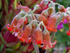 South Africa Cape Town National Botanical Garden flower 7