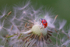 In the world  of Ladybirds