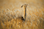 Kori Bustard Shaba